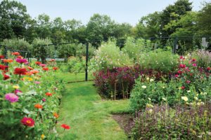 Adding an Orchard to Your Garden
