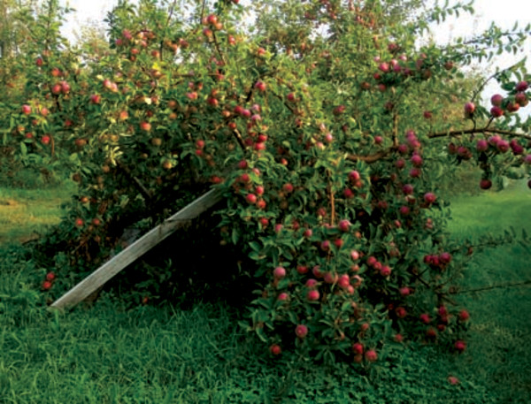 Growing apples in the home garden