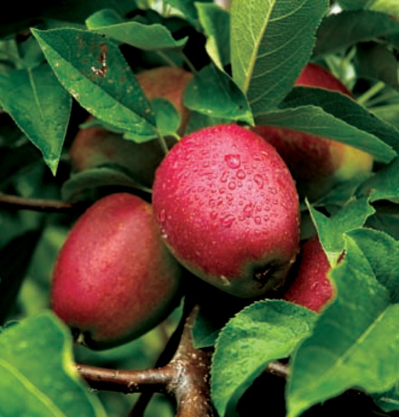 Can You Plant Apple Seeds From Store-Bought Apples?
